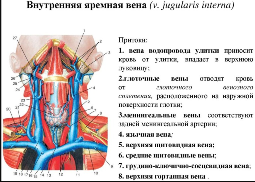 Где находится сонная артерия слева. Наружная и внутренняя яремная Вена. Наружная и внутренняя яремная Вена анатомия. Наружная яремная Вена на шее. Внутренняя Сонная и внутренняя яремная Вена.